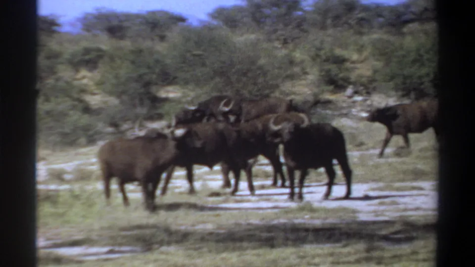 1969 Sudan 8mm frame showing Cape buffalo moving across a pale clearing under bright daylight.