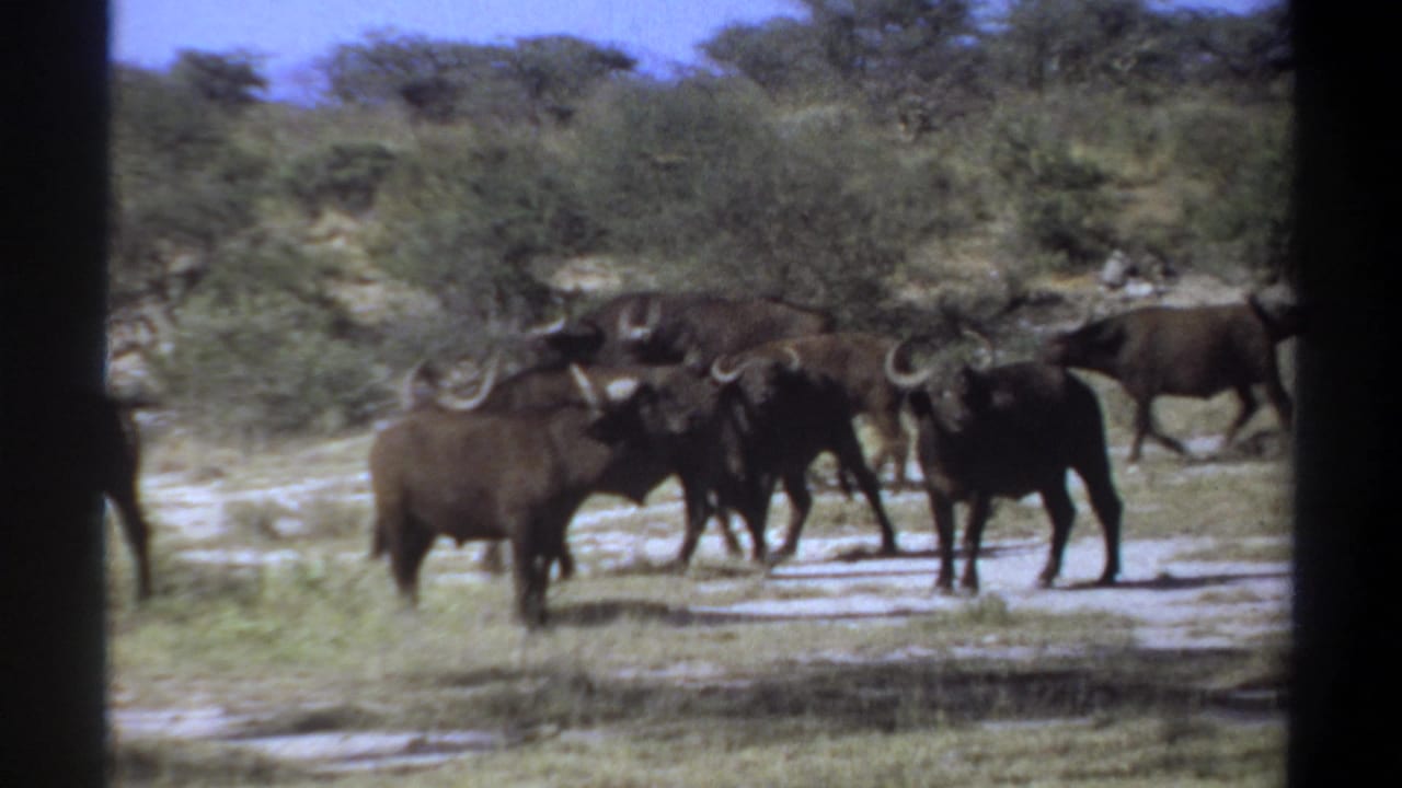 1969 Sudan 8mm frame showing several dark horned bovines gathered on pale dry ground with scrub vegetation and blue sky.