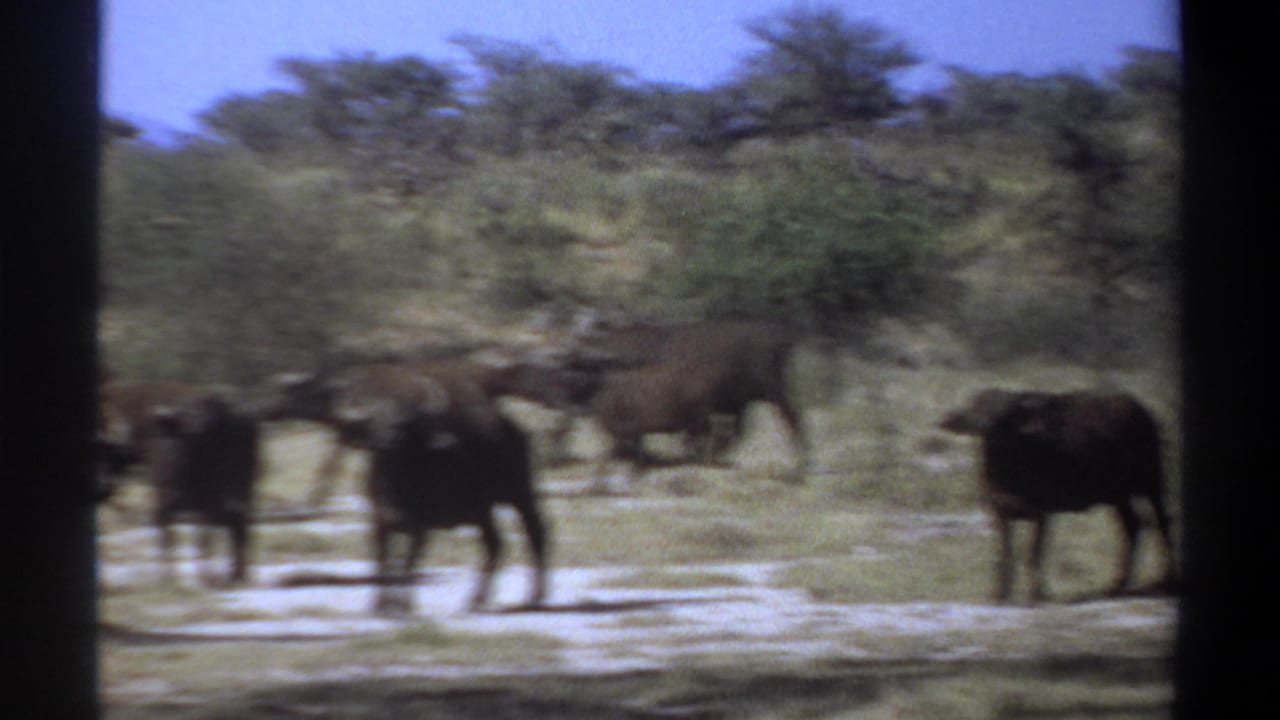 Dark horned bovines move through dry savanna near Khartoum, Sudan, with motion blur and black vertical framing visible.