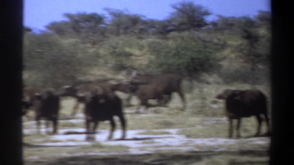 Dark horned bovines move through dry savanna near Khartoum, Sudan, with motion blur and black vertical framing visible.