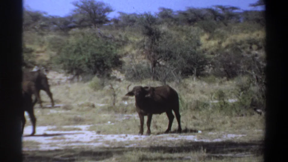 A single horned bovine stands on pale ground in 1969 Sudan home-movie footage, with scrub trees behind it.
