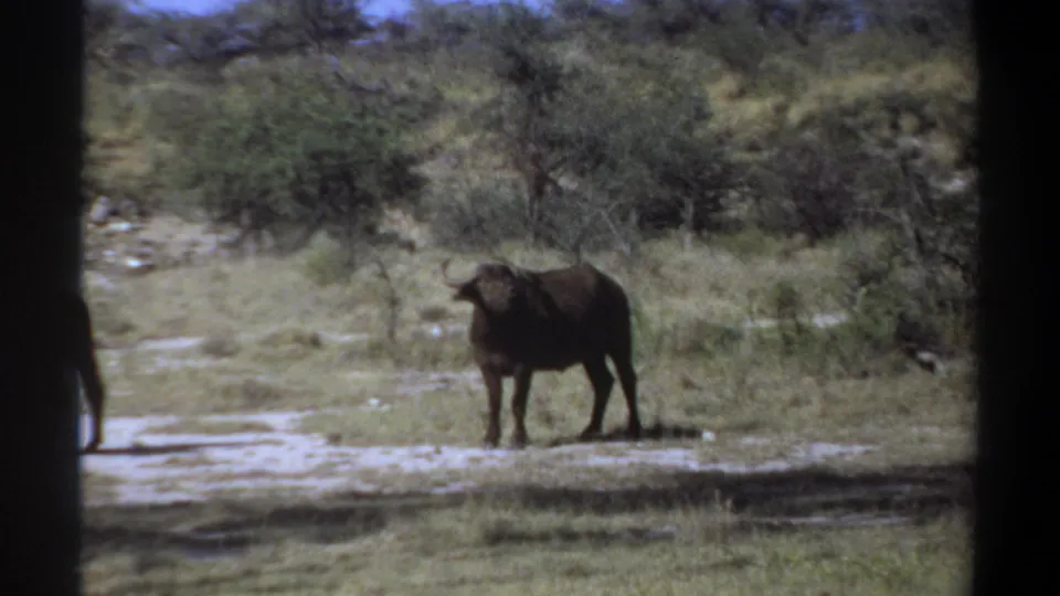 A lone dark horned bovine stands in a sunlit Sudan savanna frame, surrounded by dry grass, shrubs, and pale soil.