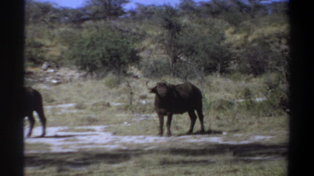 1969 Khartoum-area home-movie frame showing a dark buffalo with curved horns in a dry scrub clearing.