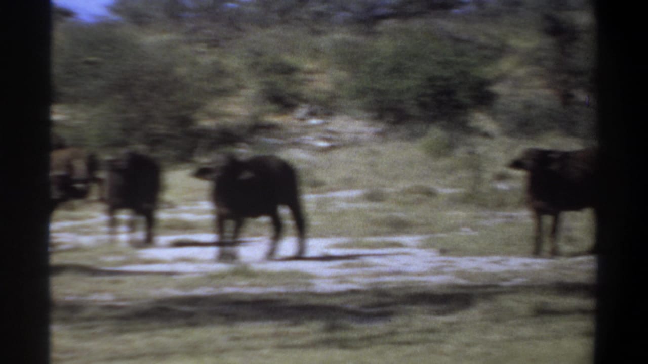 Several buffalo stand across a pale dirt clearing with brush in the background.