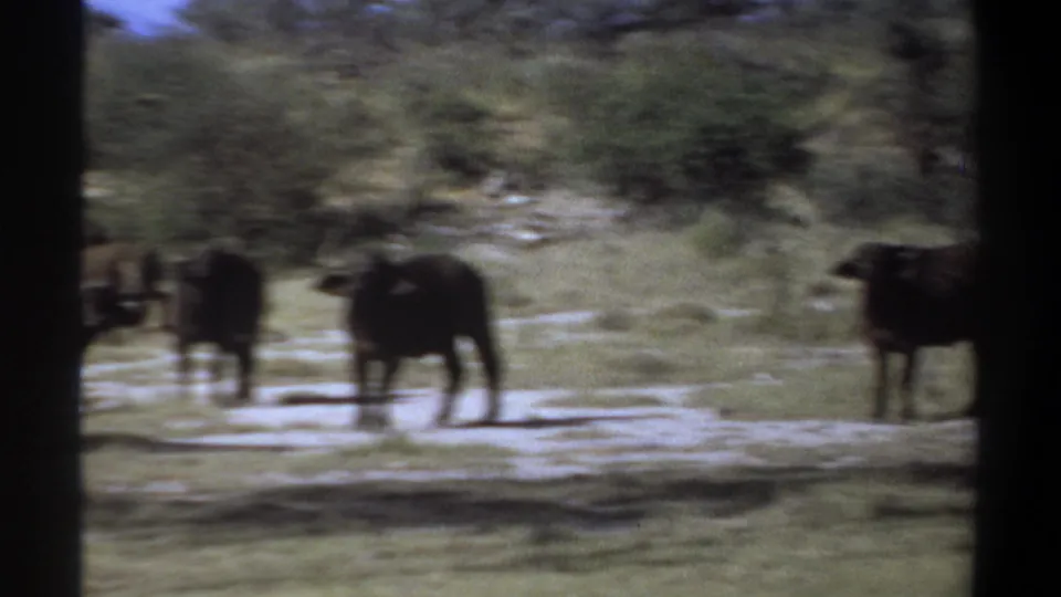Buffalo appear spread across a sunlit Sudan clearing, seen through soft 8mm home-movie focus.