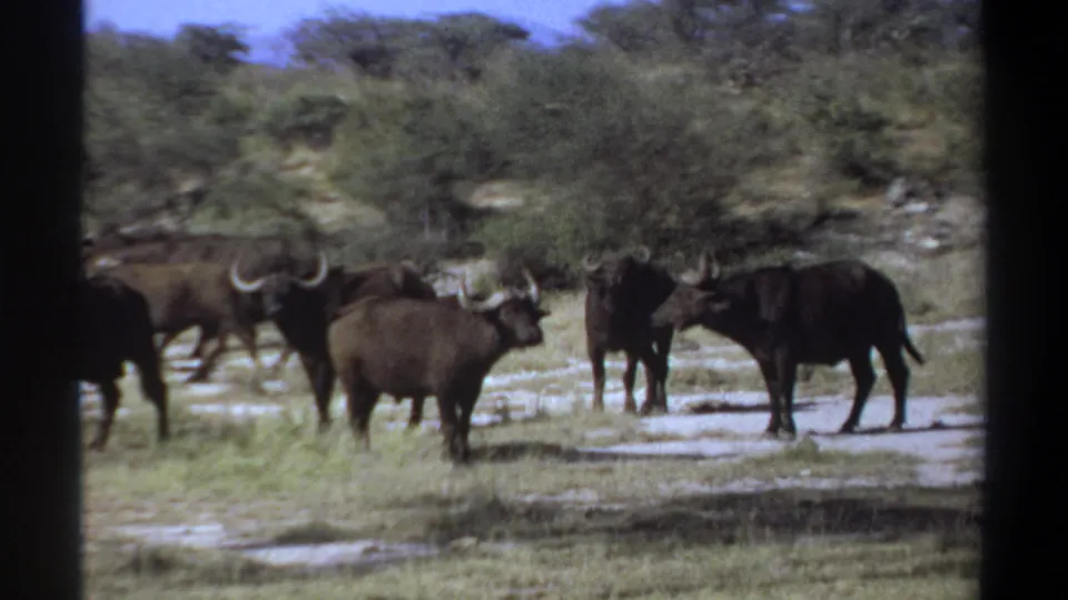 A closer group of horned buffalo fills the lower frame in vintage 8mm footage from the Khartoum metadata context.