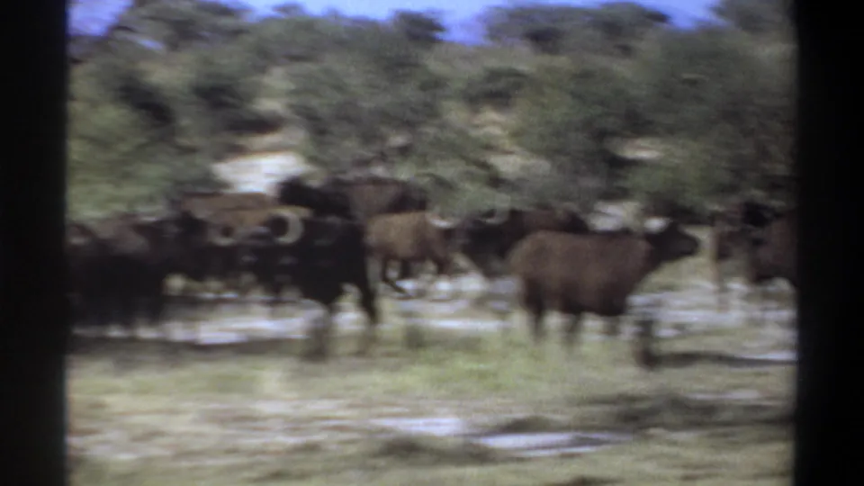 Buffalo cross a scrubby clearing in a soft, motion-blurred 1969 Sudan home-movie frame.