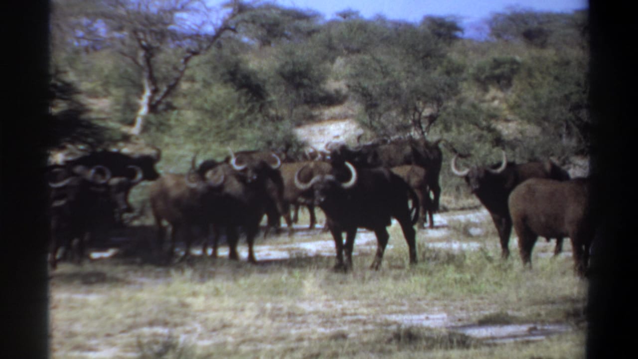1969 Sudan 8mm frame showing a horned buffalo herd in a sunlit dry field with trees behind them.