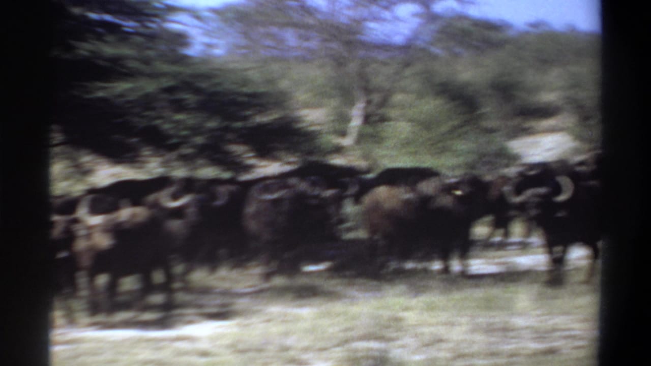 Handheld 1969 Sudan 8mm frame with a buffalo herd moving through a bright savanna field.