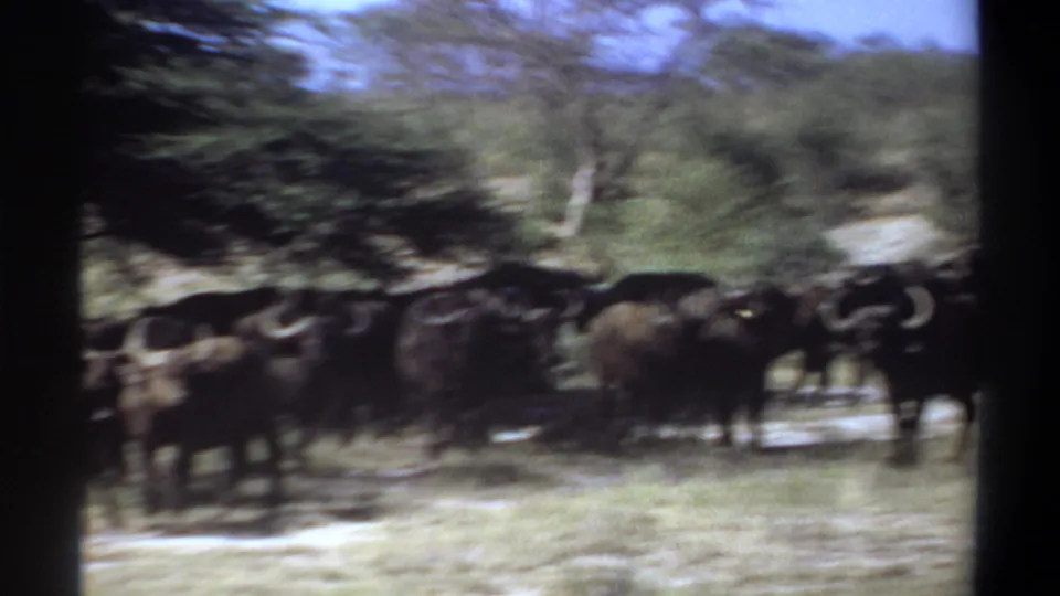 Handheld 1969 Sudan 8mm frame with a buffalo herd moving through a bright savanna field.