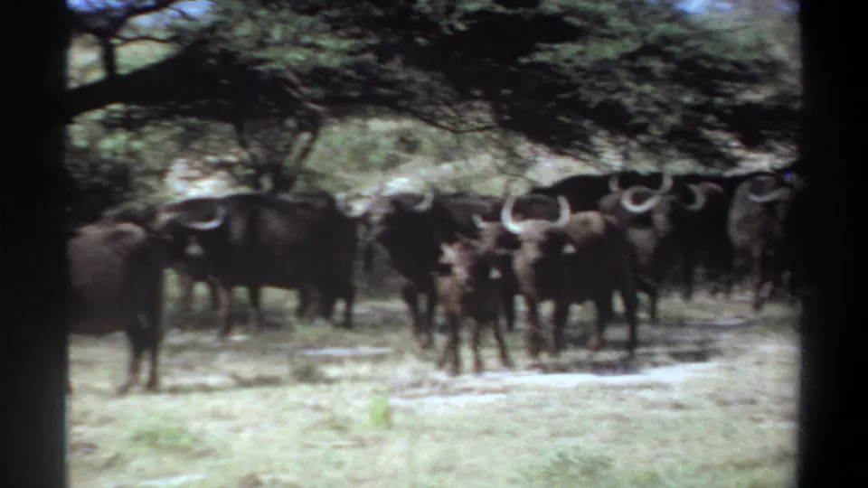 Vintage 8mm frame from Sudan showing horned buffalo clustered near tree shade in dry grass.