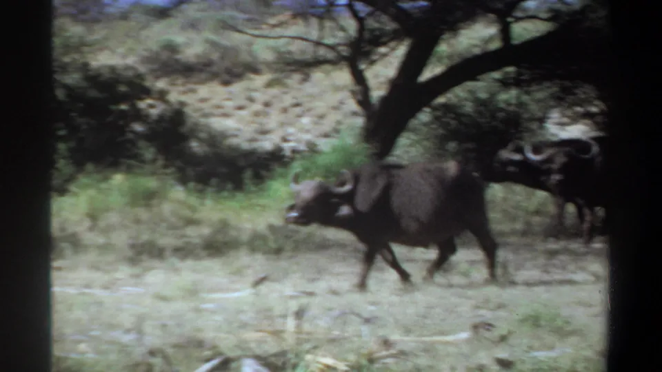 1969 Sudan 8mm frame showing one buffalo walking across a dry field near trees, with others partly visible.