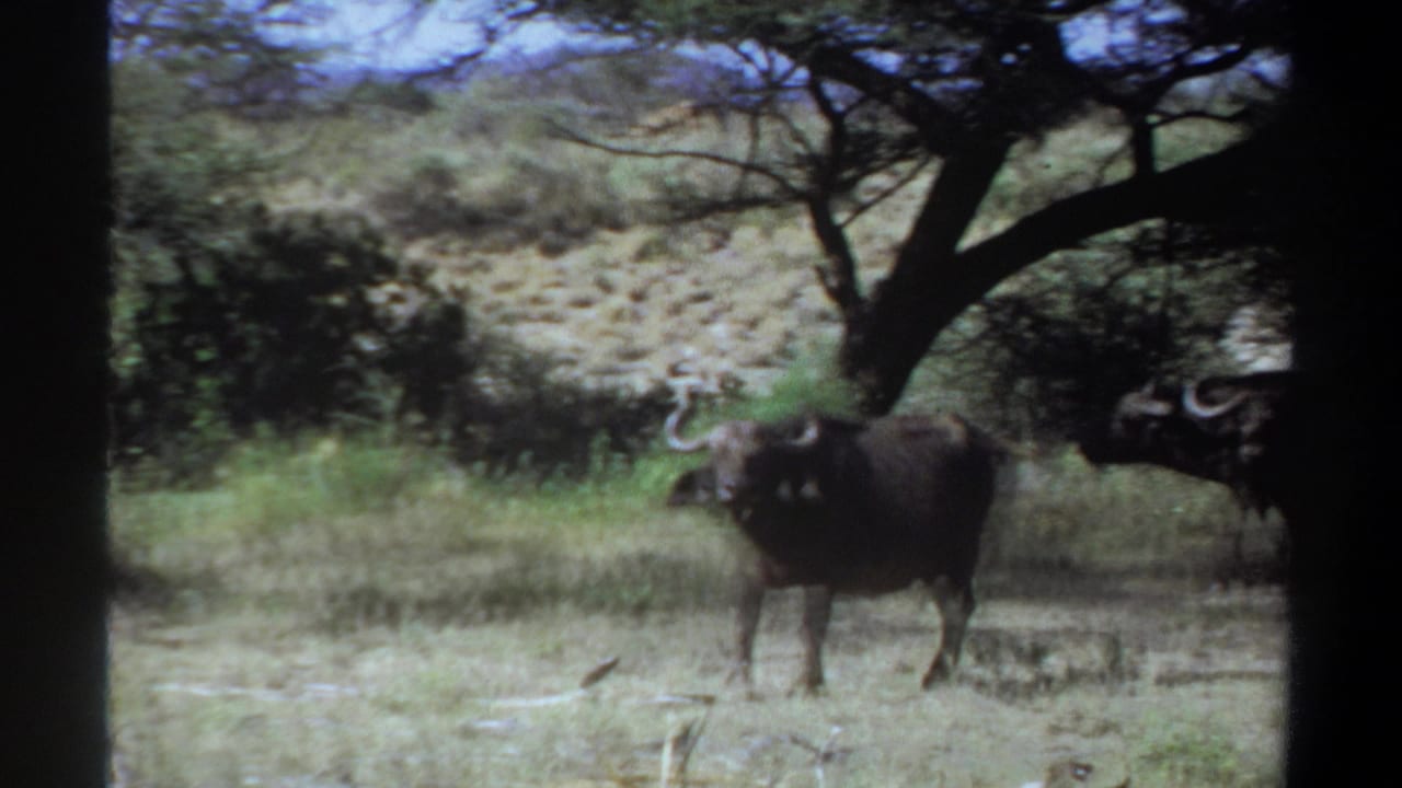 1969 Khartoum, Sudan 8mm frame showing buffalo near trees and scrub in a dry savanna-like setting.