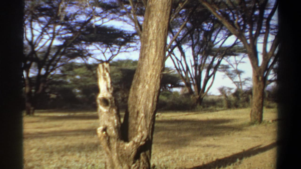1969 Khartoum footage frame showing a wooded savanna-like area with tall trees, open grass, and a pale broken trunk in front.