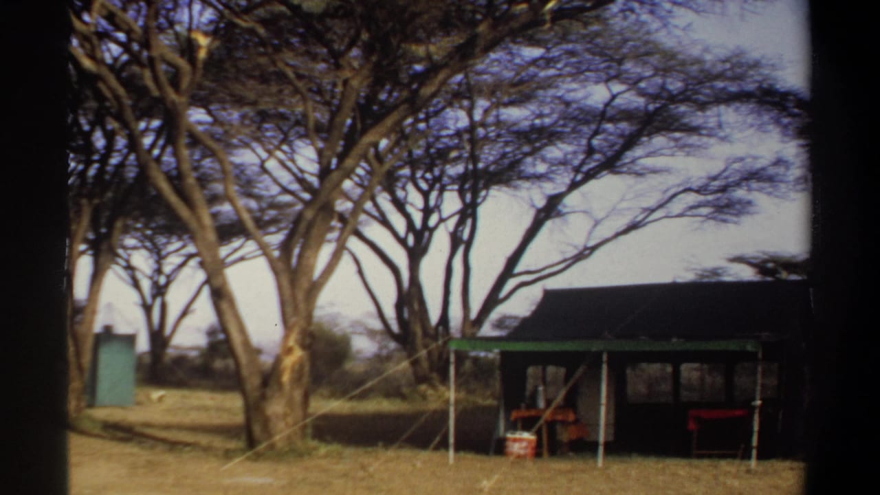 Canvas camp tent beneath tall trees on dry grassland.