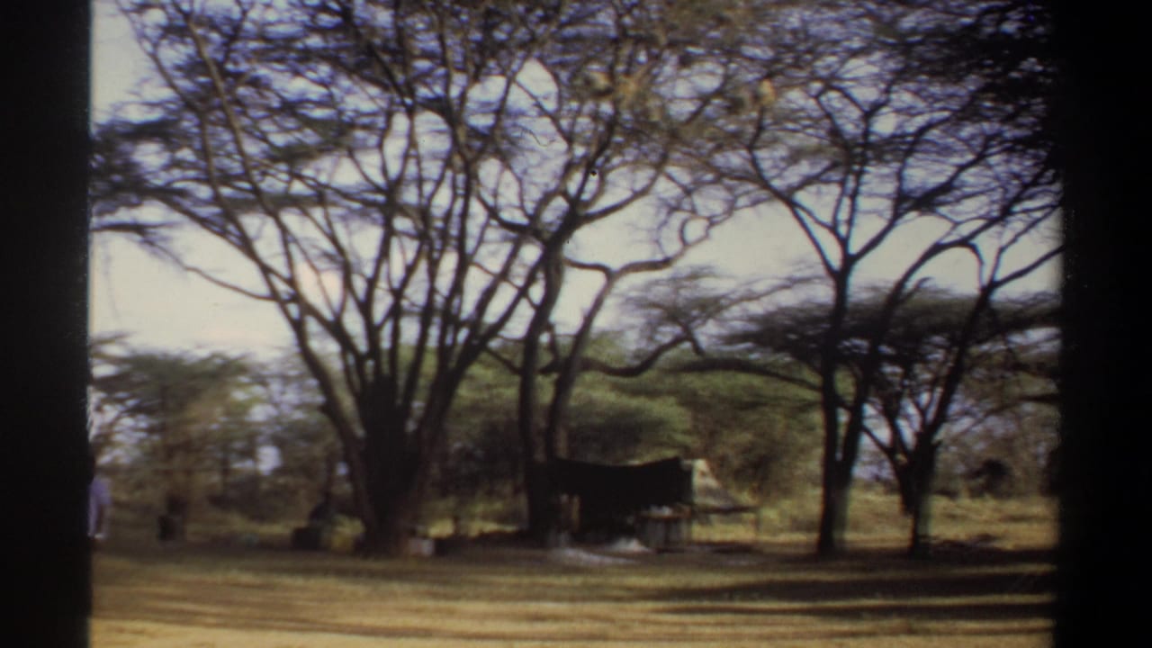 Wide dry landscape with branching trees and a small shaded shelter.