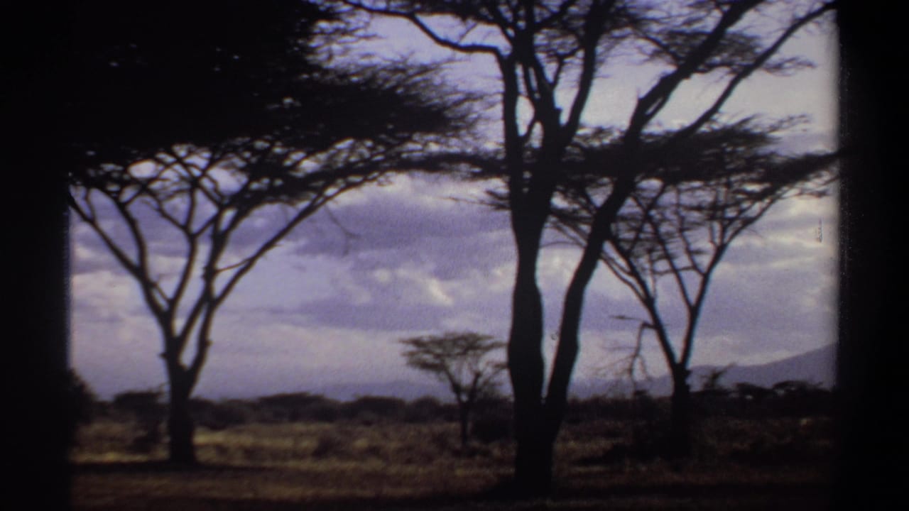 Acacia trees silhouetted across open grassland beneath a cloudy sky.