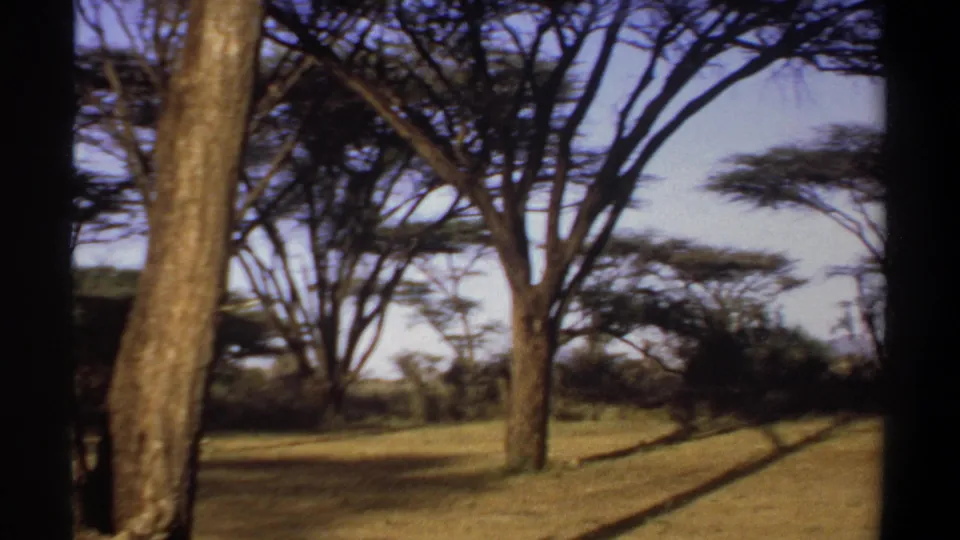 1969 Sudan home-movie view panning across dry grass and acacia-like trees near the safari campsite.