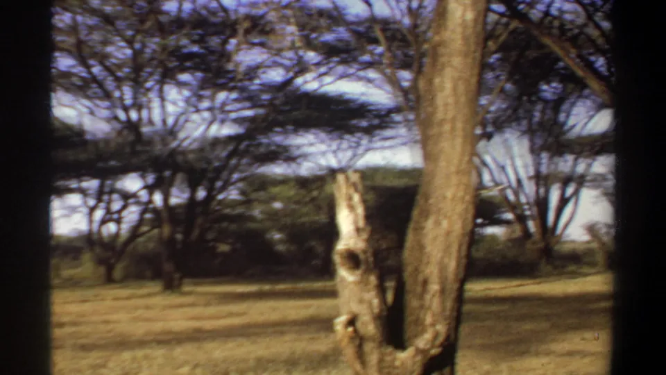 1969 Sudan frame showing a dry wooded clearing with prominent tree trunks and acacia-like canopy beyond the campsite.