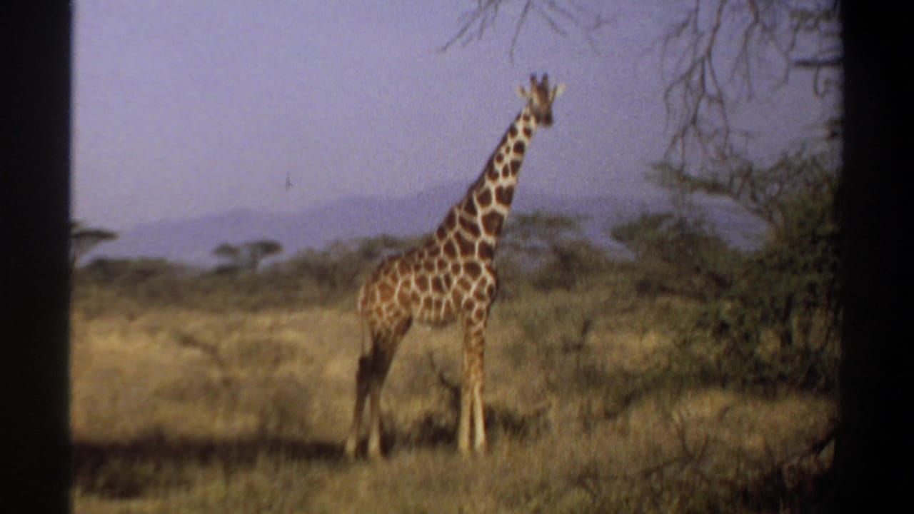 Giraffe standing in dry savanna grass near trees with distant hazy hills.