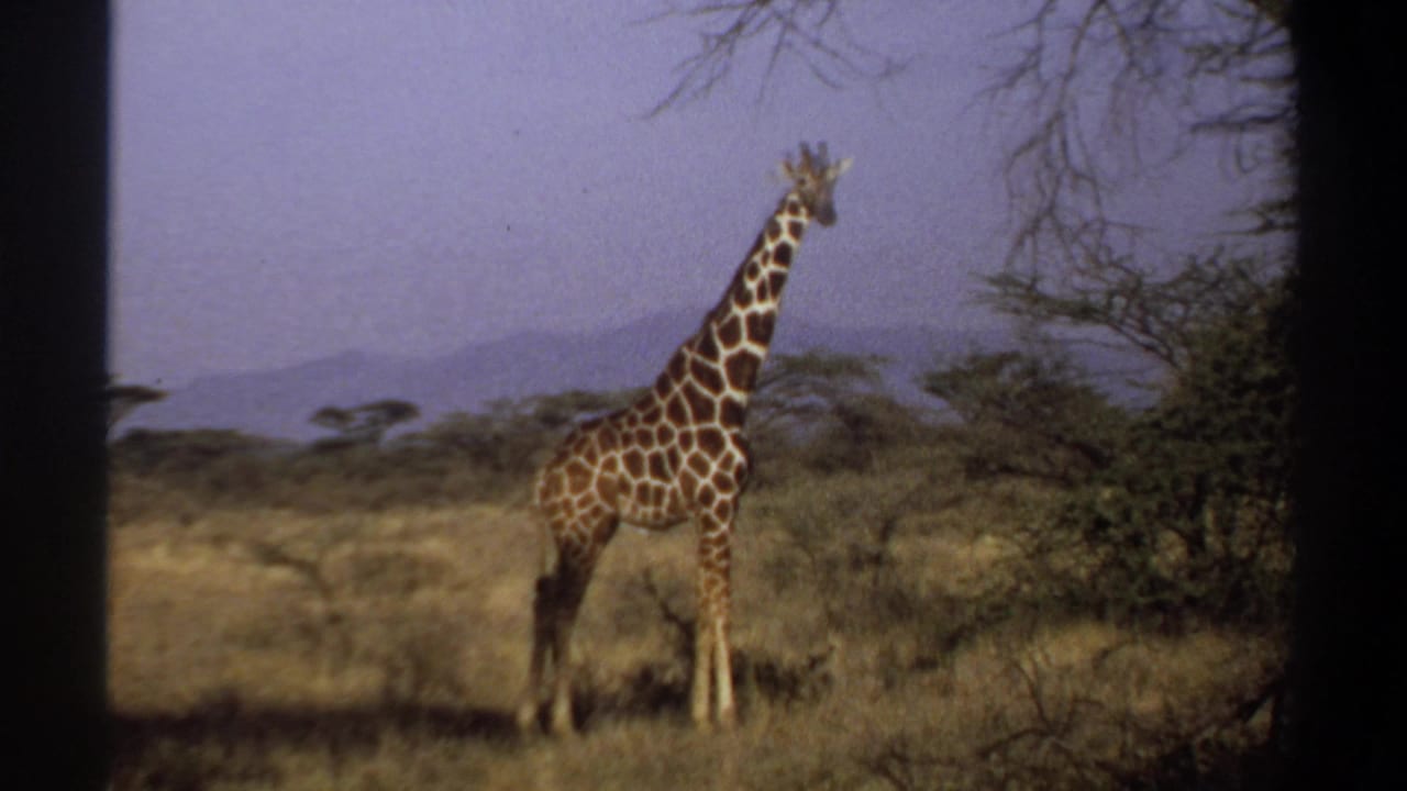 1969 Sudan home-movie frame of a giraffe paused near scrub and acacia-like trees in open savanna grassland.