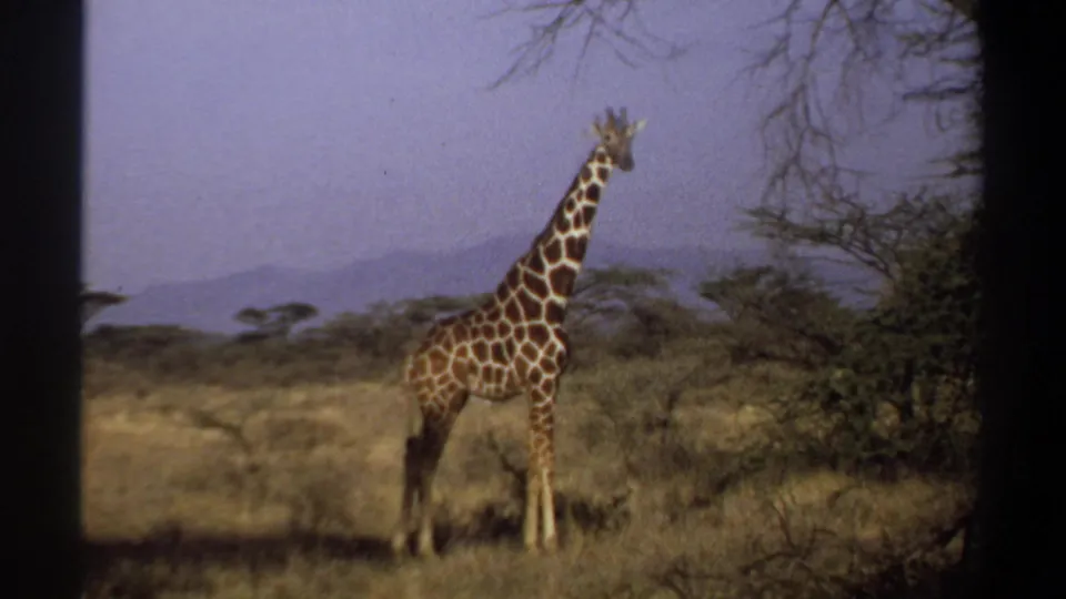 1969 Sudan home-movie frame of a giraffe paused near scrub and acacia-like trees in open savanna grassland.
