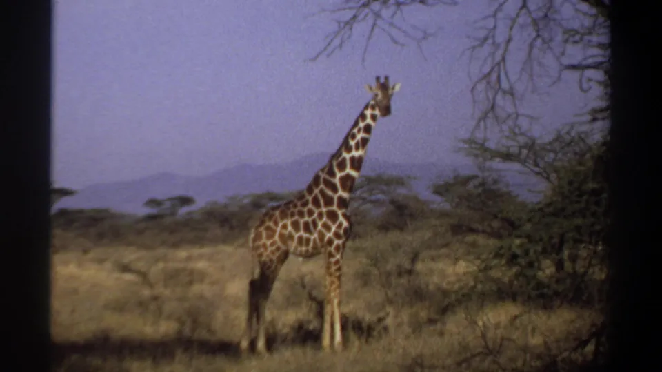 1969 Sudan 8mm frame showing a giraffe in dry grassland, partly framed by foreground branches and distant hills.