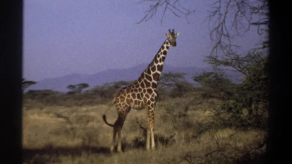 1969 Sudan home-movie frame of a giraffe in profile near bushes, dry savanna grass, and hazy distant hills.
