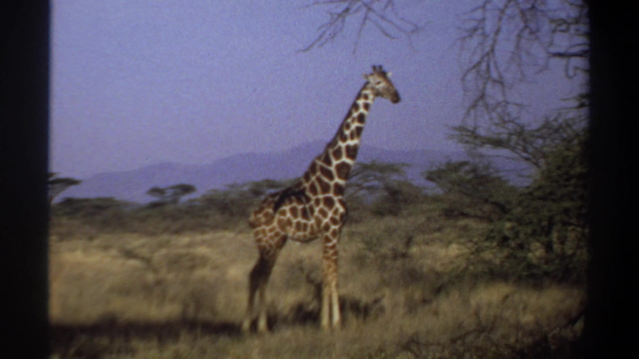 1969 8mm footage from Khartoum, Sudan, showing a solitary giraffe standing alert in dry savanna with distant hills.