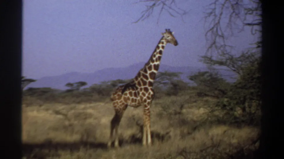 1969 8mm footage from Khartoum, Sudan, showing a solitary giraffe standing alert in dry savanna with distant hills.
