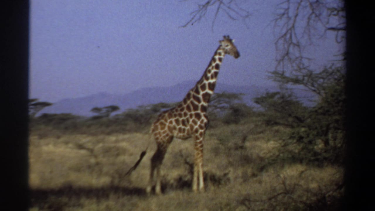 1969 Khartoum, Sudan frame of a giraffe standing side-on in arid grassland with brush, hills, and visible 8mm frame edges.
