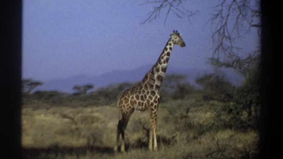A solitary giraffe in 1969 8mm Sudan footage stands among dry grass, with a tree branch overhead and hills in the background.