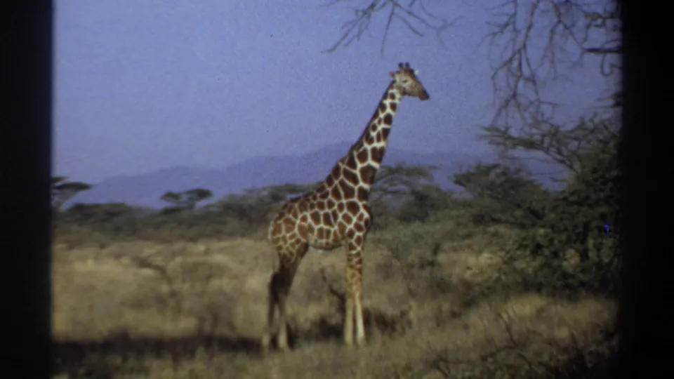 Khartoum, Sudan 1969 8mm frame showing a giraffe standing alone near trees in dry savanna with a hazy hill horizon.