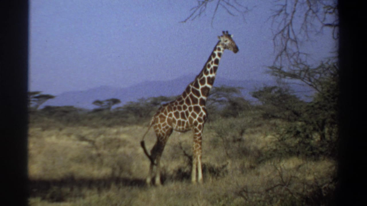 1969 Khartoum, Sudan 8mm frame showing a giraffe standing in dry grassland with scattered trees, distant hills, blue sky, and dark film borders.