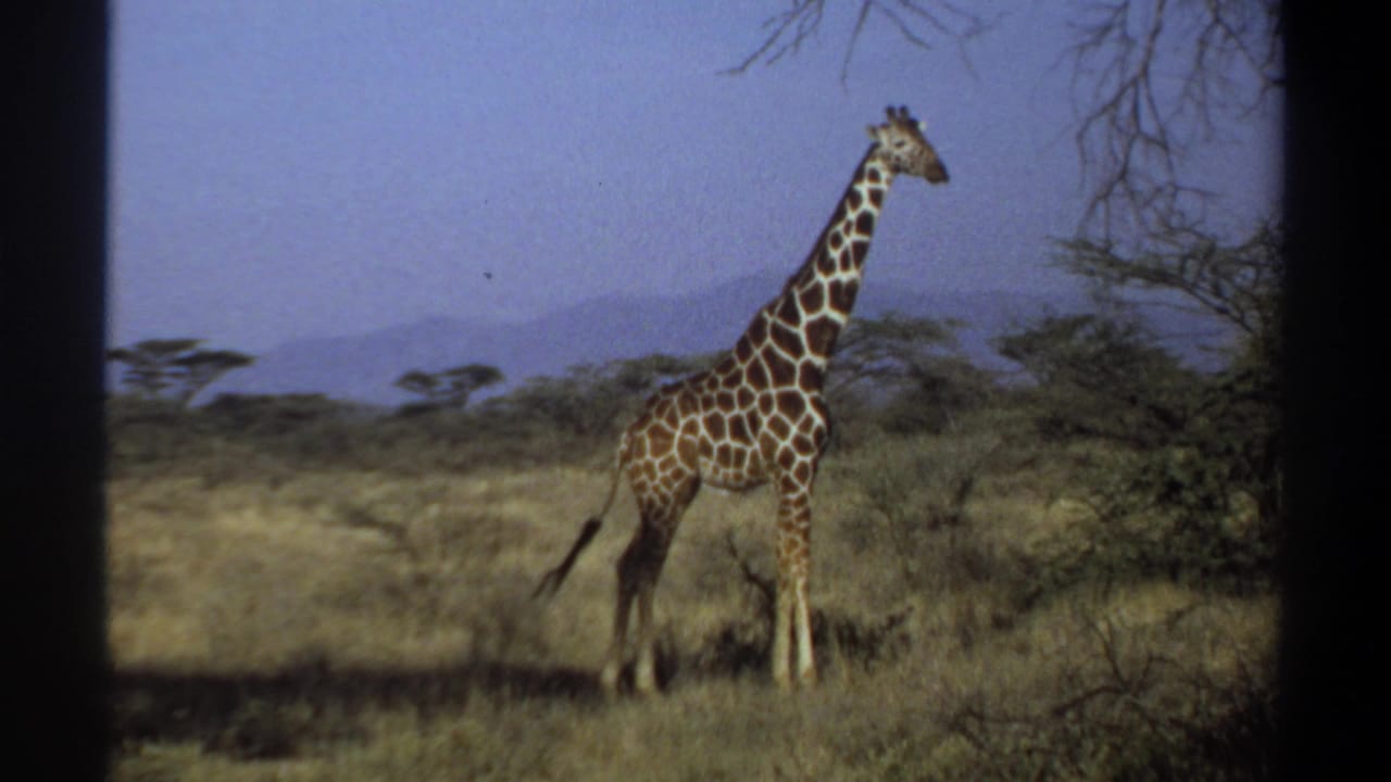 1969 Khartoum, Sudan 8mm frame with a giraffe in profile, its tail lowered, standing in open grassland beneath a hazy blue sky.