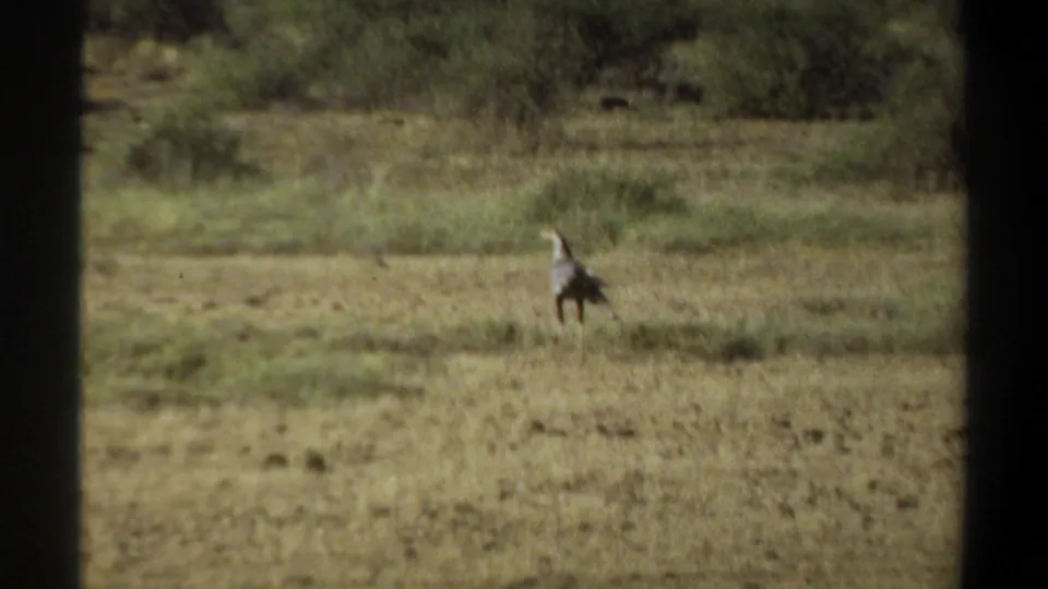 1969 Khartoum, Sudan 8mm frame showing a small animal or bird at a distance in open grassland, with brush, low hills, and dark frame edges.
