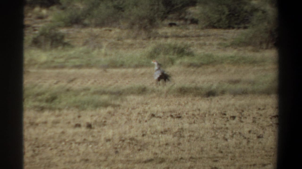 Large bird walking through dry grassland with dark vertical film borders.