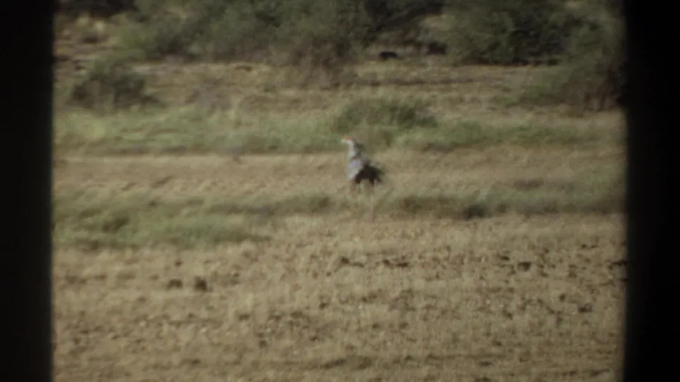 A distant large bird, likely a secretary bird, walks across dry grassland near Khartoum in 1969 home-movie footage.