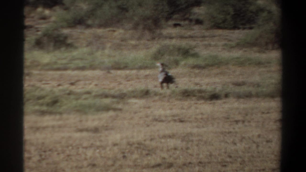 The bird continues across the arid grassland, framed by dark vertical edges in the 1969 Khartoum 8mm footage.