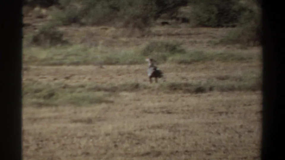 The bird continues across the arid grassland, framed by dark vertical edges in the 1969 Khartoum 8mm footage.
