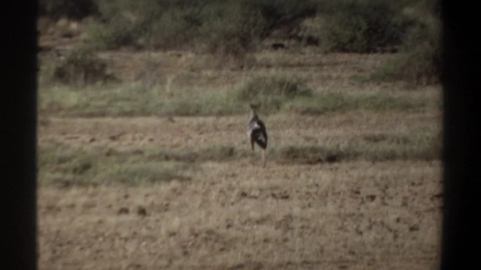 A large dark-and-white bird stands or walks away through dry Khartoum grassland, its feathers appearing ruffled.