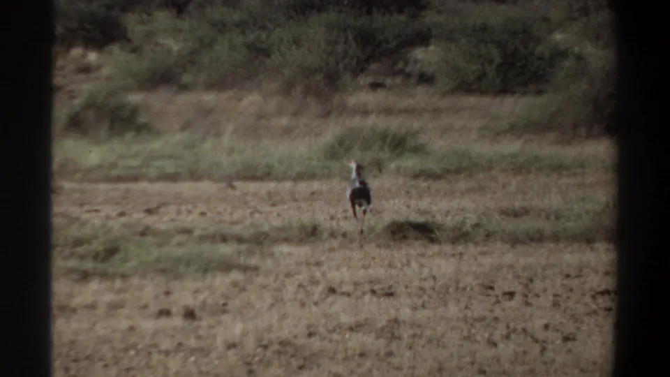 At the end of the clip, the bird appears smaller in the dry Khartoum savanna, surrounded by scrub and muted 8mm color.