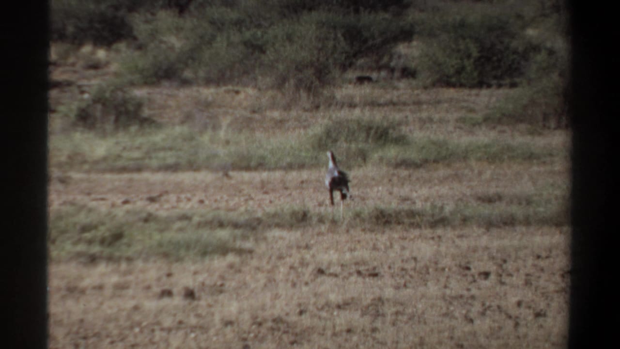 A distant likely secretary bird walks across dry grassland near Khartoum, Sudan, in 1969 home-movie footage.