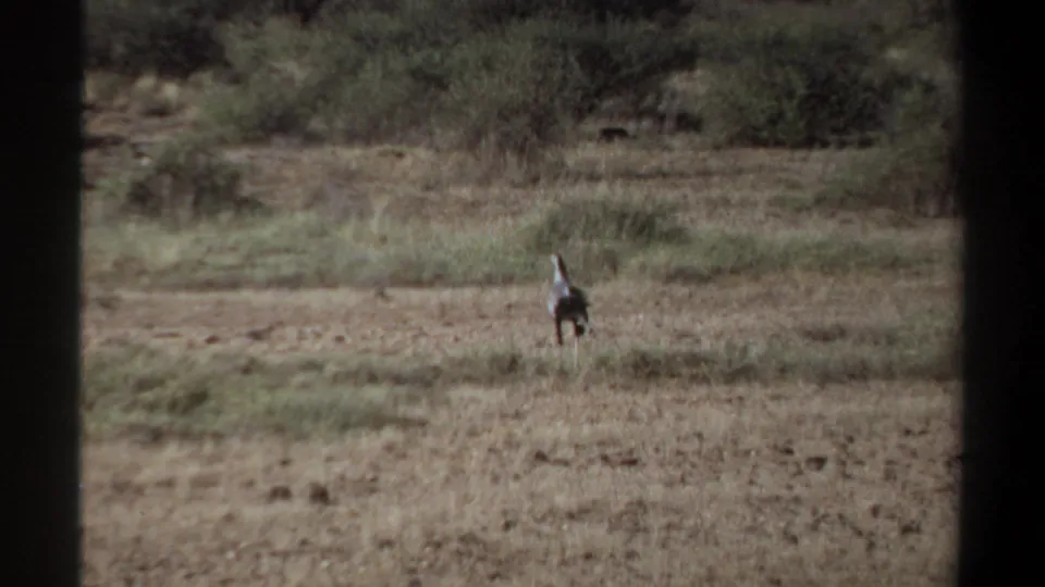 A distant likely secretary bird walks across dry grassland near Khartoum, Sudan, in 1969 home-movie footage.