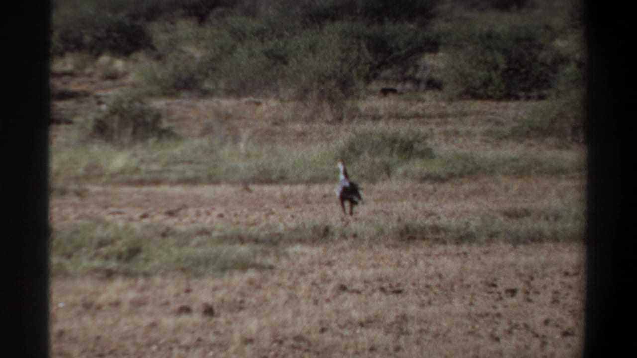 The likely secretary bird appears farther away across the Sudanese savanna, with sparse brush behind it.