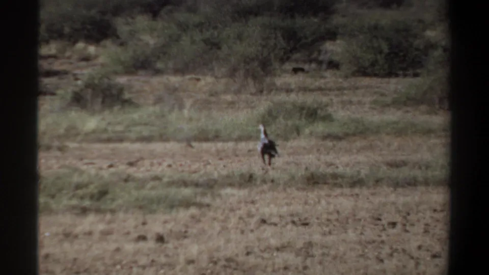 The likely secretary bird appears farther away across the Sudanese savanna, with sparse brush behind it.