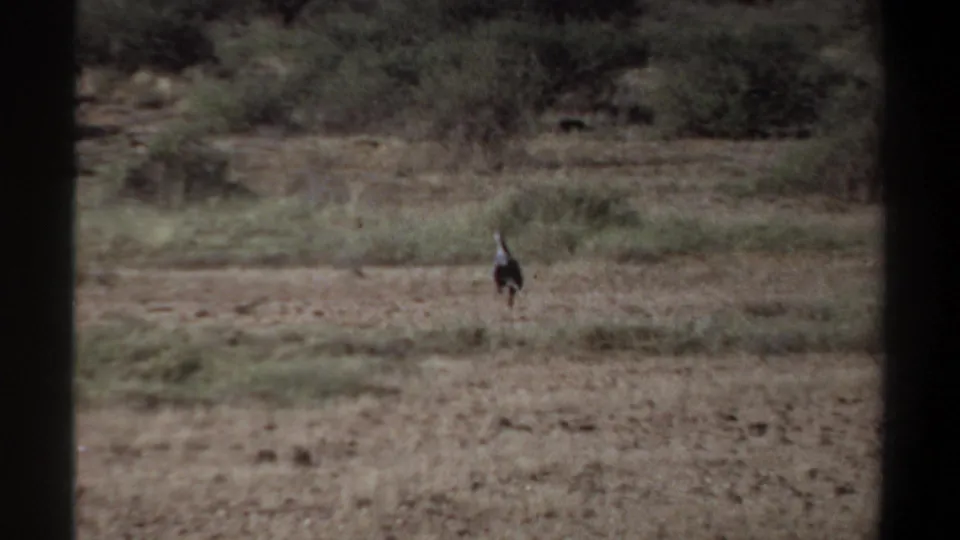 A small, distant bird figure crosses the dry plain in soft 1969 8mm footage from Khartoum, Sudan.