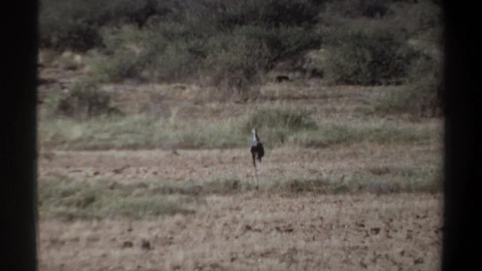 The likely secretary bird is centered in the frame on a dry savanna plain in 1969 Sudan home-movie footage.