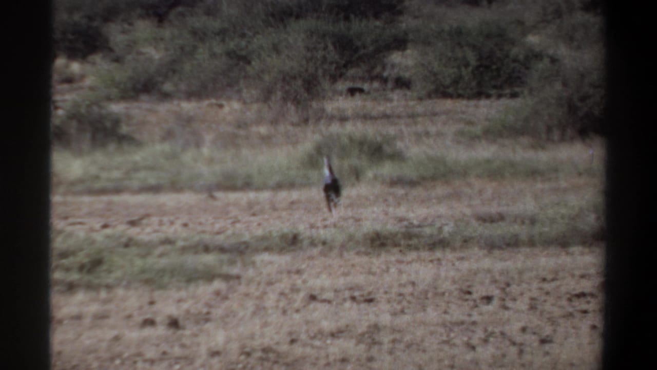 1969 Khartoum-area home-movie frame showing a small distant animal moving across dry grass toward scrub, partially bordered by dark foreground edges.