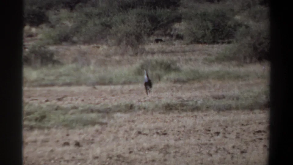 1969 Khartoum-area home-movie frame showing a small distant animal moving across dry grass toward scrub, partially bordered by dark foreground edges.